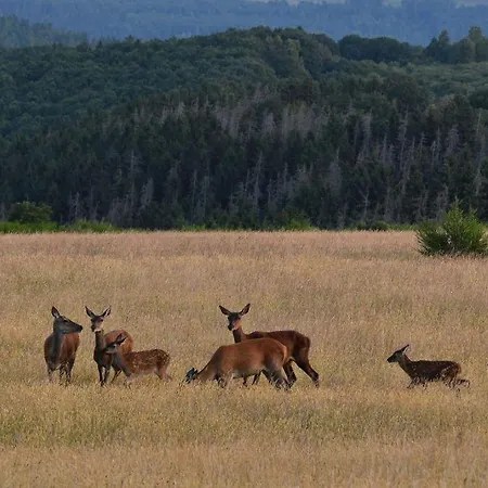 Apartamento Eifelreich Dreiborn