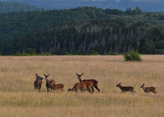 Appartement Eifelreich Dreiborn